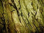 Natural Science